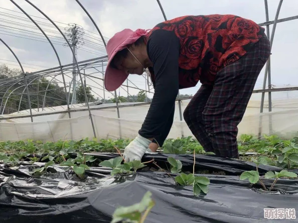 撒尿BBwBBwBBw毛玫瑰种植实验已完成第一阶段实验结果待后续公布