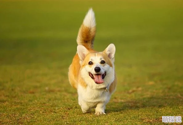 狗狗卡在我里面2天了兽医说需要手术取出