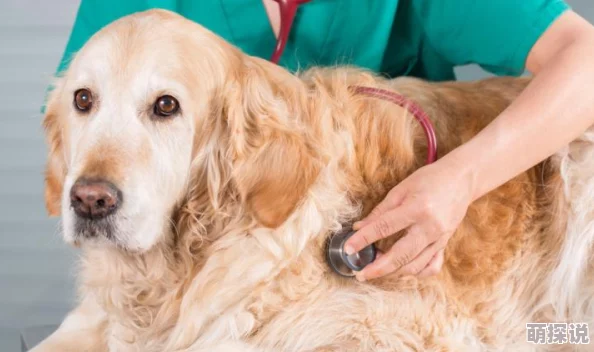 狗狗卡在我里面2天了兽医说需要手术取出