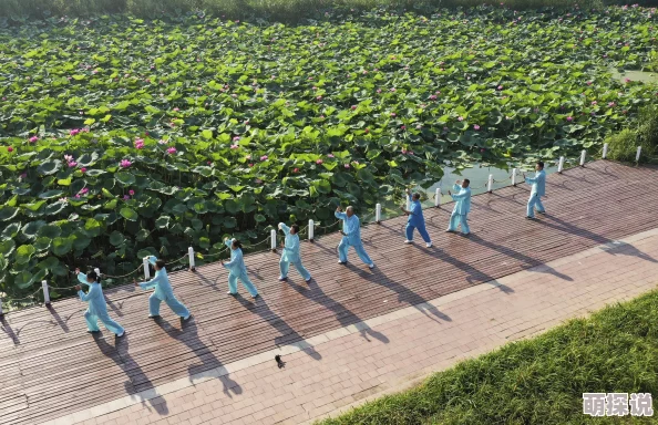 荷花直播探寻夏日荷塘美景感受清风与花香的宁静 荷花直播探寻夏日荷塘美景感受清风与花香的宁静