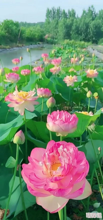 荷花直播探寻夏日荷塘美景感受清风与花香的宁静 荷花直播探寻夏日荷塘美景感受清风与花香的宁静