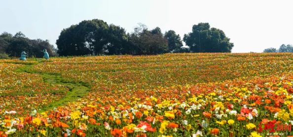 七月婷婷丁香七月的花海绽放出迷人的芬芳吸引了众多游客前来观赏 七月婷婷丁香七月的花海绽放出迷人的芬芳吸引了众多游客前来观赏