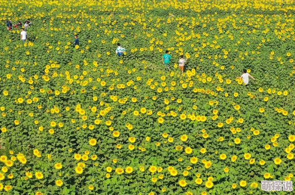 七月婷婷丁香七月的花海绽放出迷人的芬芳吸引了众多游客前来观赏 七月婷婷丁香七月的花海绽放出迷人的芬芳吸引了众多游客前来观赏