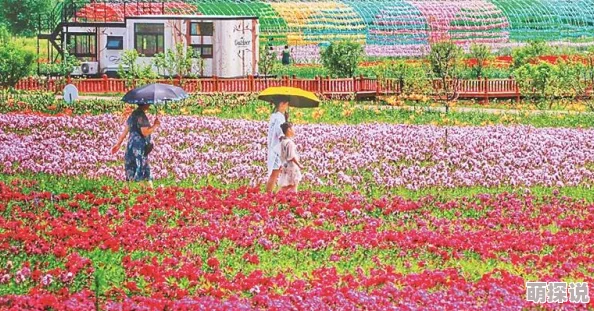 七月婷婷丁香七月的花海绽放出迷人的芬芳吸引了众多游客前来观赏 七月婷婷丁香七月的花海绽放出迷人的芬芳吸引了众多游客前来观赏