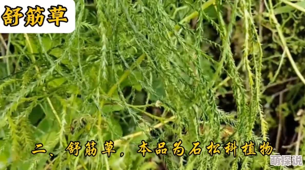 王者荣耀草灵全新攻略:惊喜揭秘!掌握草灵使用方法,助你轻松上分详解 王者荣耀草灵全新攻略:惊喜揭秘!掌握草灵使用方法,助你轻松上分详解