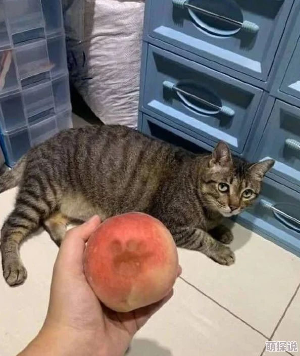 色就去色听说隔壁老王家的猫也爱看这剧还喜欢边看边磨爪子 色就去色听说隔壁老王家的猫也爱看这剧还喜欢边看边磨爪子