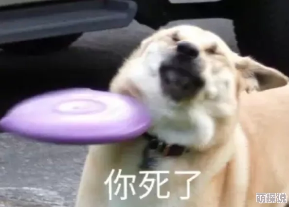 银狼翻白眼流眼泪流口水，网友纷纷表示：这只银狼的表情太搞笑了，真是让人忍俊不禁！