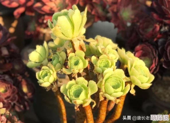 原始传奇法师属性对比：敏捷与准确，哪个更胜一筹？