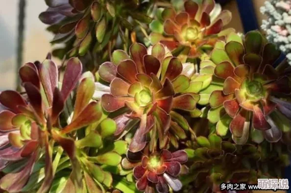 原始传奇法师属性对比：敏捷与准确，哪个更胜一筹？