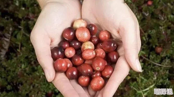 草莓榴莲向日葵香：解析草莓与榴莲的营养价值及其在料理中的独特搭配效果