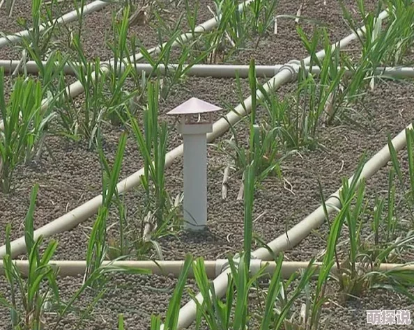 拔萝卜不盖铺盖可以吗？探讨这一做法对农作物生长的影响及其可行性分析