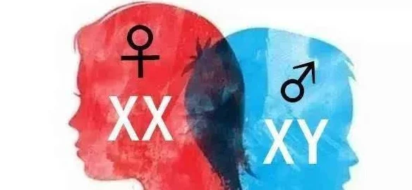 桃色17c：探讨当代社会中性别与权力关系的复杂交织及其对个人身份认同的影响