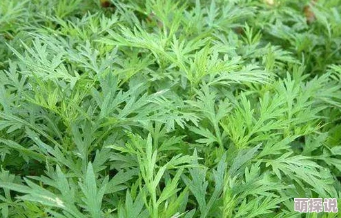 99视频精品国在线视频艾草:震惊!全国范围内发现大量非法艾草制品,影响消费者健康安全! 99视频精品国在线视频艾草:震惊!全国范围内发现大量非法艾草制品,影响消费者健康安全!