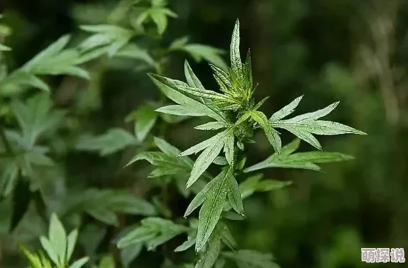 99视频精品国在线视频艾草:震惊!全国范围内发现大量非法艾草制品,影响消费者健康安全! 99视频精品国在线视频艾草:震惊!全国范围内发现大量非法艾草制品,影响消费者健康安全!