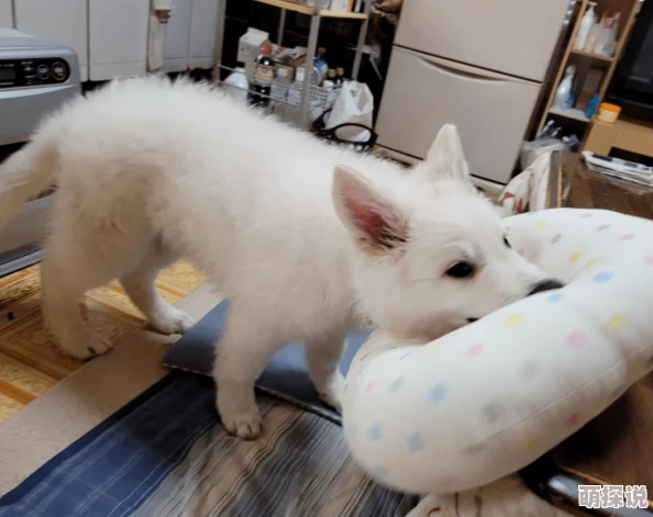 震惊！欧洲做爰全过程免费的视频竟然引发了全球网友的热议，背后隐藏着不为人知的秘密与争议！