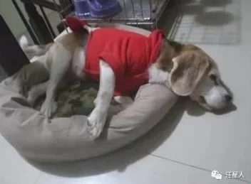 快拔出来我是你麻麻,孩子的成长与教育需要更多耐心和理解,家长如何更好地陪伴孩子成长? 快拔出来我是你麻麻,孩子的成长与教育需要更多耐心和理解,家长如何更好地陪伴孩子成长?