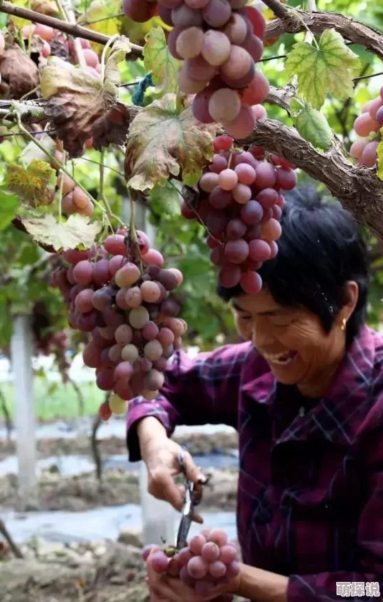 小小水蜜桃9震惊上市，竟然蕴含超乎想象的惊人营养成分，掀起健康饮食新风潮！