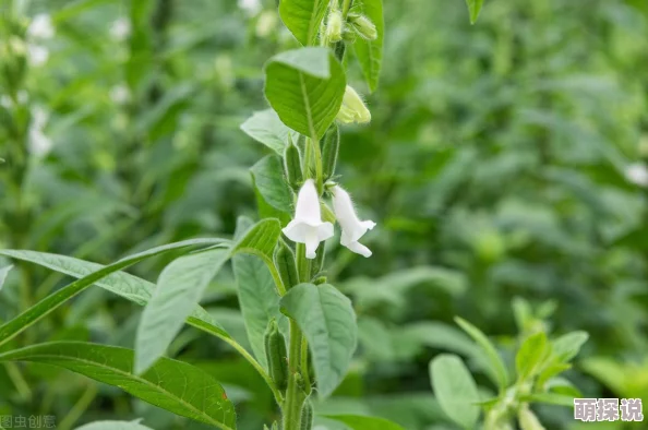 拔萝卜全程不盖被子：揭示农作物生长周期与气候条件的微妙关系及其对农业生产的影响