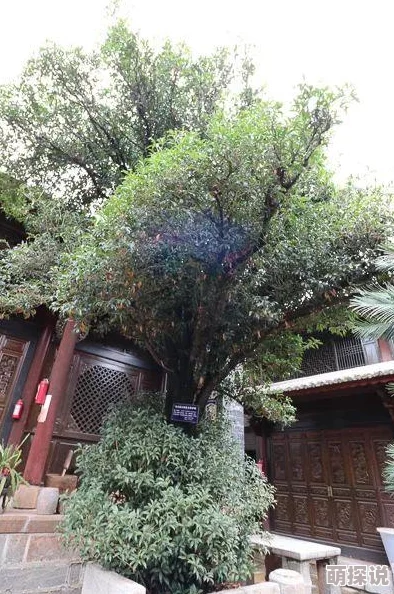 桐桐桐桐铜铜好多:这句话表达了对“桐”和“铜”这两种元素的喜爱与赞美,可能暗示着它们在某个特定领域或文化中的重要性和丰富性 桐桐桐桐铜铜好多:这句话表达了对“桐”和“铜”这两种元素的喜爱与赞美,可能暗示着它们在某个特定领域或文化中的重要性和丰富性