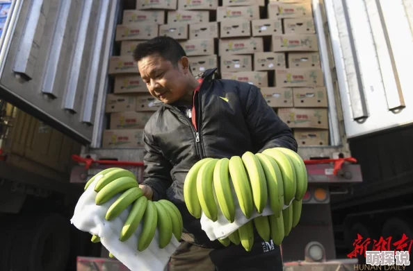 伊香蕉"原产地遭严重污染,专家预测全球供应链将面临重大危机! 伊香蕉"原产地遭严重污染,专家预测全球供应链将面临重大危机!
