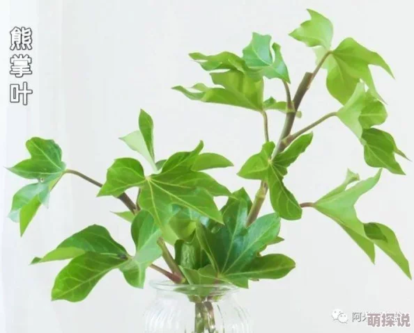 小白花浇灌日常：分享如何在日常生活中精心照料小白花，确保它们健康成长的实用技巧与经验