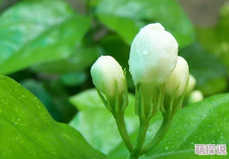 小白花浇灌日常：分享如何在日常生活中精心照料小白花，确保它们健康成长的实用技巧与经验