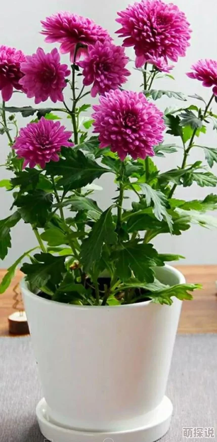 小白花浇灌日常：分享如何在日常生活中精心照料小白花，确保它们健康成长的实用技巧与经验