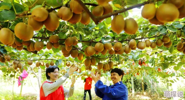 日本桃＊：新鲜上市，果农分享种植秘诀与市场趋势，消费者热情高涨，期待丰收季节的到来
