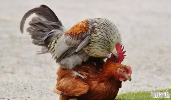 日本吴国鹏-男人与雌性宠物交啪啪小说-最新动态揭示了人类与动物之间复杂的情感关系，引发广泛讨论和关注