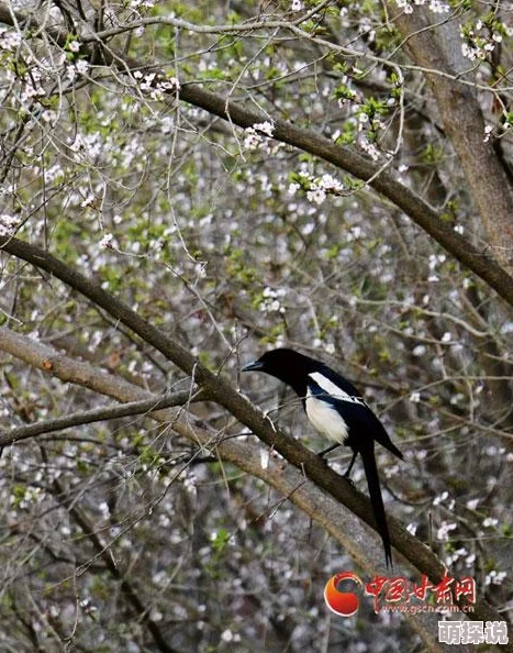人与禽的奇妙交汇：探索自然界中人类与鸟类之间的互动与共生关系，揭示生命的多样性与和谐之美