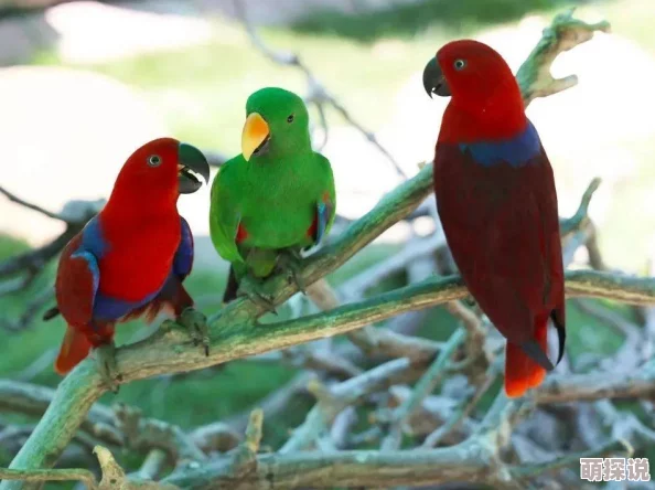 人与禽的奇妙交汇：探索自然界中人类与鸟类之间的互动与共生关系，揭示生命的多样性与和谐之美