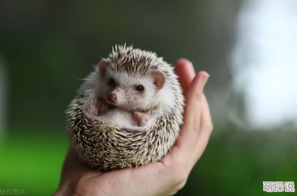 国内久久久,近年来我国在文化传承与创新方面取得了显著进展,值得关注 国内久久久,近年来我国在文化传承与创新方面取得了显著进展,值得关注