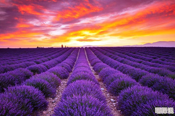 亚洲伊人色，色彩斑斓的视觉盛宴，让人沉醉其中，仿佛置身于梦幻世界