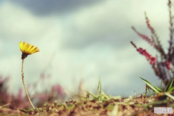 97久久精品国产精品青草，内容丰富多样，让人耳目一新，非常值得一看！