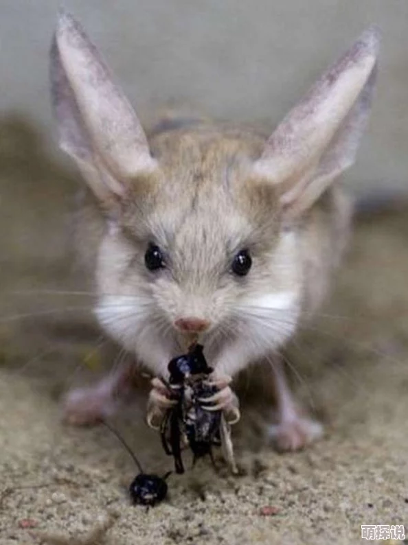 荒漠乐园中如何判断哪些生物已灭绝及物种灭绝的具体条件探究