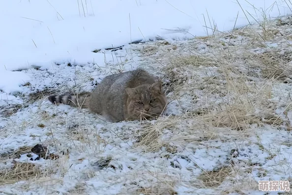 荒漠乐园中如何判断哪些生物已灭绝及物种灭绝的具体条件探究