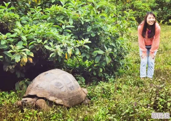 达尔文进化岛深度解析：种族阵营系统具体玩法与策略指南详解