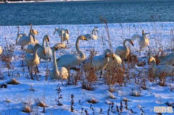 亚洲天堂激情:最新动态揭示了该地区旅游业的复苏与文化活动的蓬勃发展,吸引了越来越多的游客前来体验 亚洲天堂激情:最新动态揭示了该地区旅游业的复苏与文化活动的蓬勃发展,吸引了越来越多的游客前来体验
