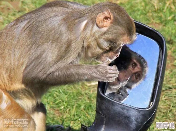 两人生猴子不盖被子，这种奇葩的事情真是让人哭笑不得，生活中总有意外