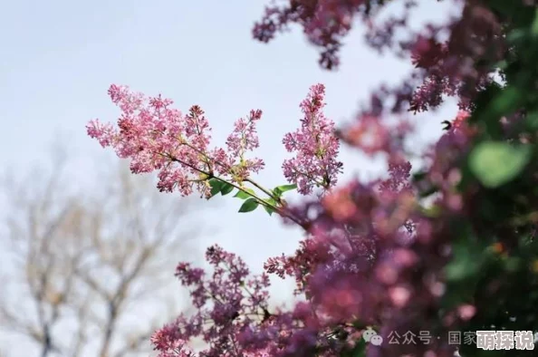 丁香婷婷啪啪，内容丰富多彩，让人忍不住想要深入了解更多相关信息