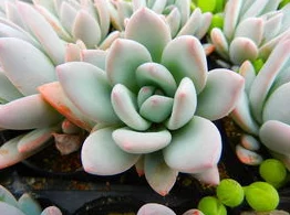 校园多汁多肉的高h黄文让我们在学习中汲取知识的养分，像多肉植物一样茁壮成长，共同创造美好的未来