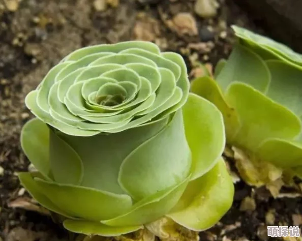 校园多汁多肉的高h黄文让我们在学习中汲取知识的养分，像多肉植物一样茁壮成长，共同创造美好的未来
