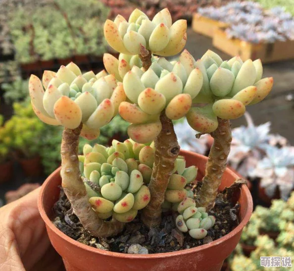 校园多汁多肉的高h黄文让我们在学习中汲取知识的养分，像多肉植物一样茁壮成长，共同创造美好的未来