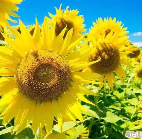 黄色福利网：阳光普照，温暖人心，每天都有好心情