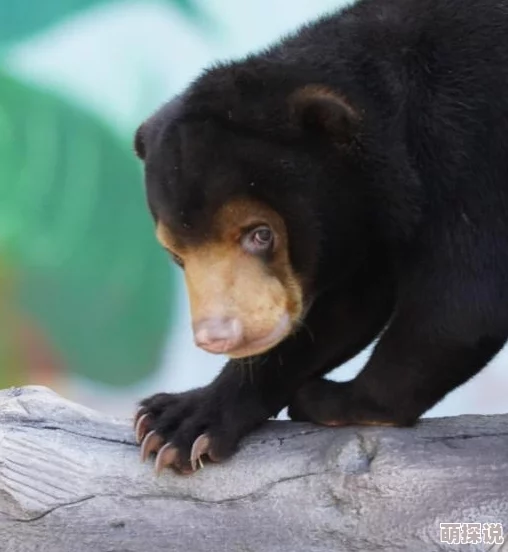 方舟生存进化：全面解析恐龙繁殖技巧与高效喂养策略一览
