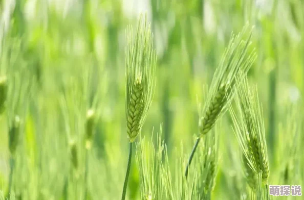 我的起源游戏内雨麦高效种植技巧与管理方法全解析