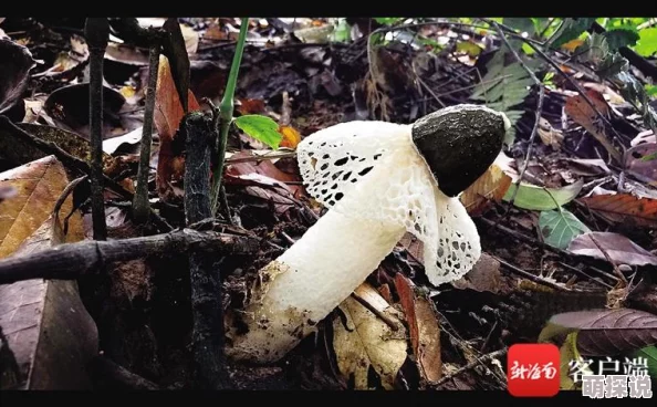 《明日之后》生存攻略：雨水感染危机四伏，戴帽子成关键预防措施之一