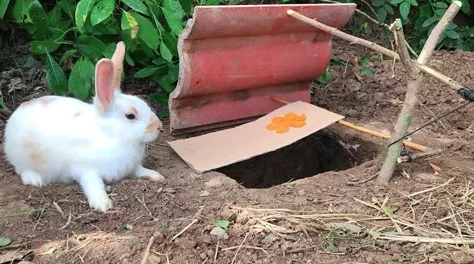 一小时人生游戏攻略：高效抓兔子技巧与捕捉陷阱详细制作方法揭秘