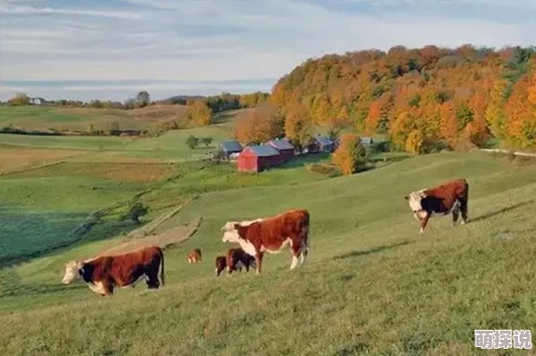风流寡妇乡村野地激情描绘了在自然环境中自由奔放的爱情故事