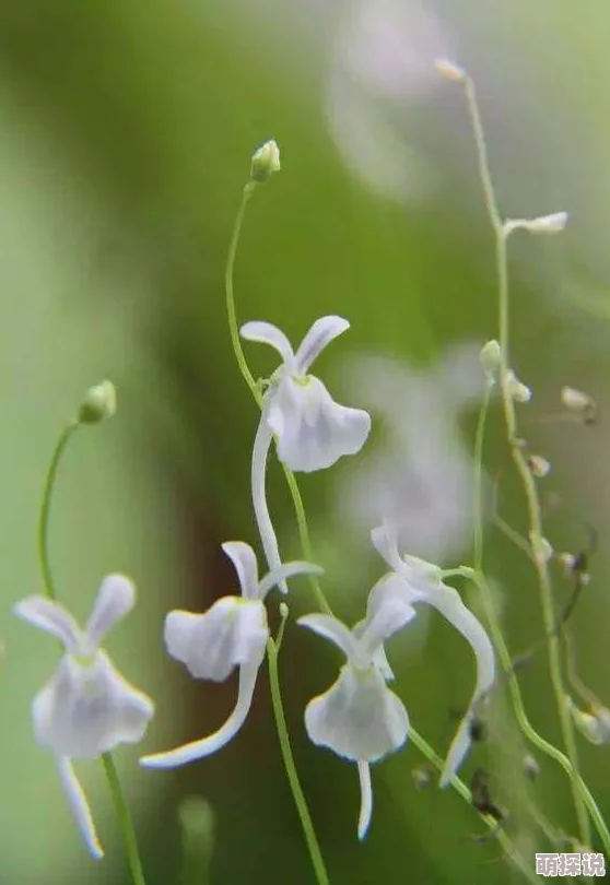 嘼交Ⅴideos极品网站拜托了，花戎少女